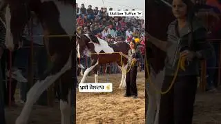 Khushi Zaildar ✌️with Stallion Tuffan 🐎Hanumangarh Show. #horselover #jattlife #shortvideo #viral