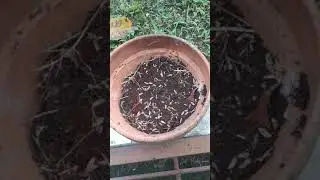 Program Akar Adenium