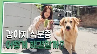 [애견꿀팁] 똥 먹는 강아지! 어떡하죠?ㅣ강아지 식분증 #턴독 #turndog