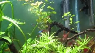 co2 into a canister filter