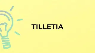 What is the meaning of the word TILLETIA?