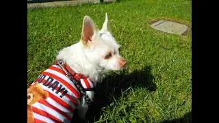 Modern Dog Magazine (Dog Contests)