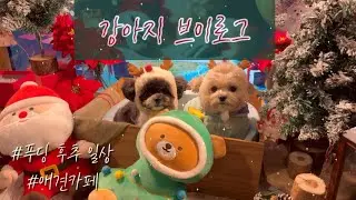 평범하지만 알찬 푸후남매 브이로그 🎄❤️/ #의정부어반밸리/#애견카페 