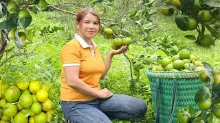 Picking oranges to sell, the girl's new life on the lake.