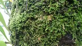 Short Clips of Helen Reigns Spring Resort by BHING - Gardening
