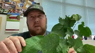 Red Mulberry (Morus rubra) Identification