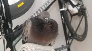 How to Keep Your Bird Content