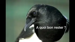 voyage de Carbon Crow #4, restitution du jeu d'&eacute;criture, par Talinha Tosmires