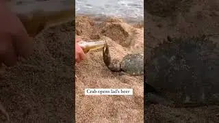 Crab opens beer bottle cap &ldquo;Best drinking partner&rdquo; #shorts #ytshorts #crab #beer #animals #viral