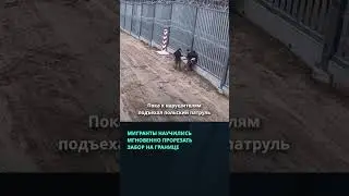 Мигранты научились мгновенно прорезать забор на границе с Польшей #беларусь #новости #граница
