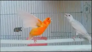Canary singing for marriage 8