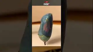 Como uma Lagarta Vira Borboleta? 🐛➡🦋