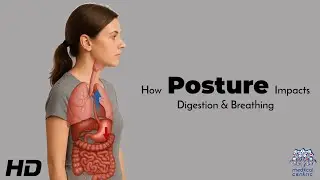 How Posture Impacts Digestion & Breathing: The Hidden Connection Explained