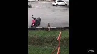 Monkey sitting like a Human