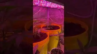 CRITICAL MASS PHOTO GROW