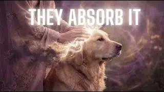 Your Pet is Your Mirror: What Dog Behavior & Illness Reveal About YOUR Aura (Edgar Cayce)
