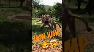 Would you Catch a Lion?🤔