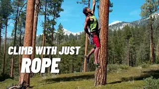 Climb Any Tree With This Technique