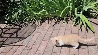 Exploring the world #kittens #healthykitty #beauty #creamkittyfan #creamcat #princess
