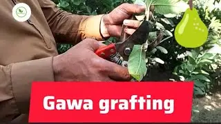 Guava🍐 grafting techniques | amazing grafting techniques🍐#shorts#gardening #grafting