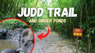 Judd Trail | Easy Hikes Close to Town (Nuuanu Valley)