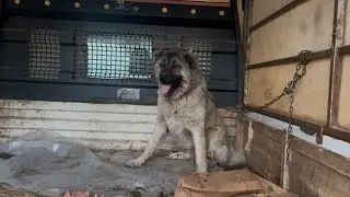 SOKAKTAN YENİ KÖPEK ALDIM #sokakköpekleri #keşfet #kangal #kafkasçobanköpeği #kangaldogs 