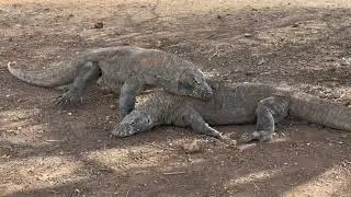 Komodo Dragon is fight to be Leader of the Land #animals #wildlife 