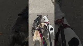 Frenchie Walk #frenchie #walk #dogdad #viral