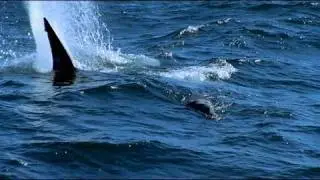 Stanford's Hopkins Marine Station Tracks White Sharks