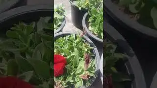 #  petunia plants care