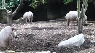 Bearded pigs - for animal behaviour practical