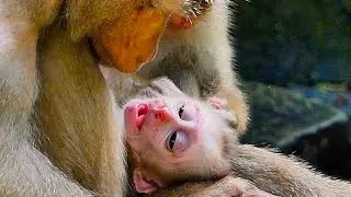 Wow adorable Luci give care and grooming for LEO  until fall a sleep