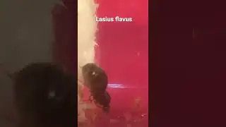 Матка Lasius flavus пьёт сироп : 2
