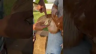 How to clip chicken&rsquo;s wings.