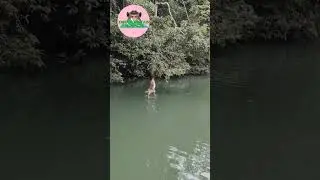 Monkey Goes For A Swim