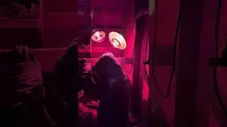 After 5.5 hours a mental breakdown and readjusting the babies she gave birth to two bucklings(part2)