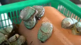 Oman Aquaculture - Mirbat - 