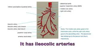 Superior Mesenteric Artery Song