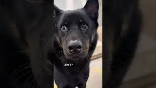 #dog#Funny#Five Black Dogs#Chinese Village Dog#Funny video