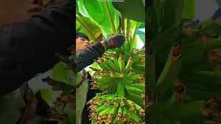 Why Do Farmers Cut Banana Flowers After Fruits Grow! 🍌 😳 #shortsvideo