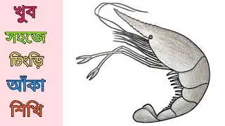 Shrimp drawing / how to draw shrimp step by step very easy / চিংড়ি মাছ আকা শিখি