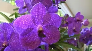 Vanda 12 spikes in bloom &bull; Outdoor orchids come inside