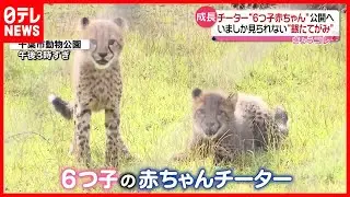 【成長】６つ子の赤ちゃんチーター  来週一般公開へ