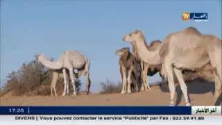 ورقلة: مربو الإبل.. معاناة وسط الظروف الطبيعية القاسية