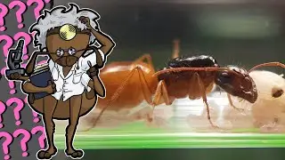 C&rsquo;est quoi comme fourmis ? turkestanus VS fedtschenkoi (taxonomie) ! [vid&eacute;o bonus]