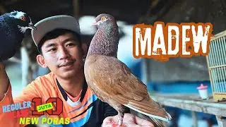 shoot shoot Madew, Menjuarai Lomba merpati kolong giringan B, Lapak New Poras