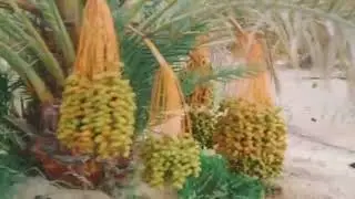 مزرعة ١٦ فدان نموذجية منتجة و مقننة بها انتاج بلح ضخم في الواحات البحرية