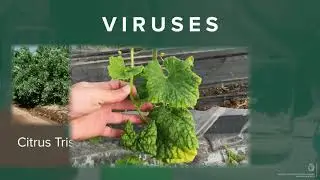Plant Health - Awareness Video - English Version