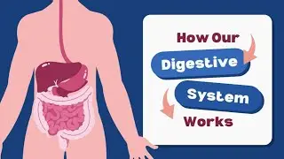 How the Digestive System Works | Fun Science for Kids (Grades 5-9) |@wonderwhiz-kids2013 