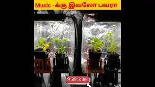 Music -க்கு😱இவலோ பவரா(experiment of music and plant) #shorts